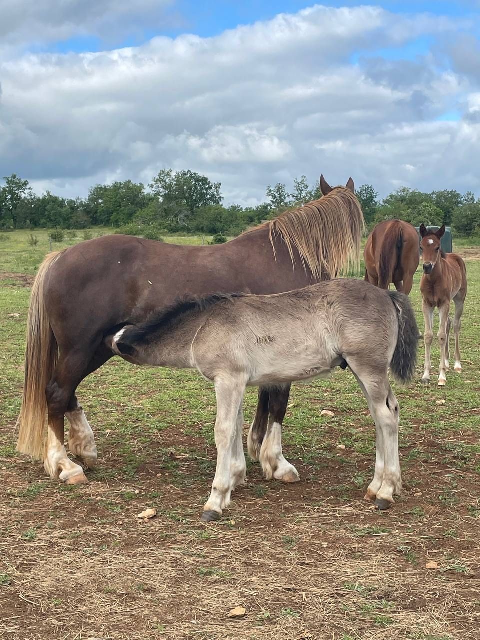 Arabian horses