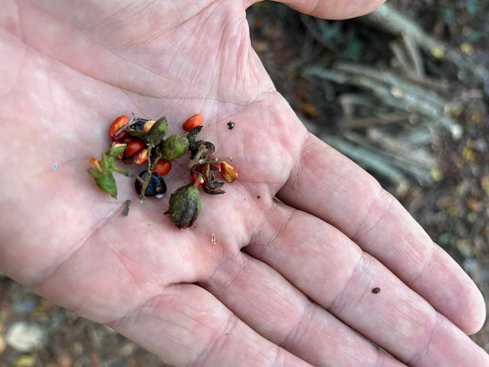 Seeds