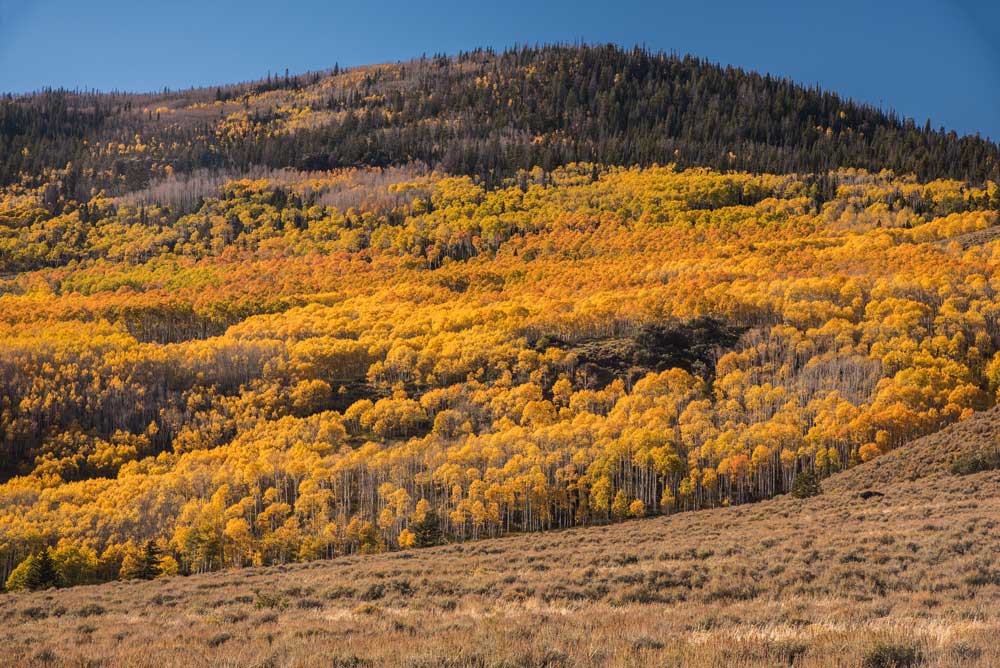 Pando Grove, Utah