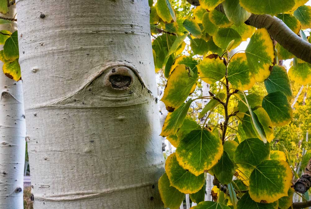 Pando Tree