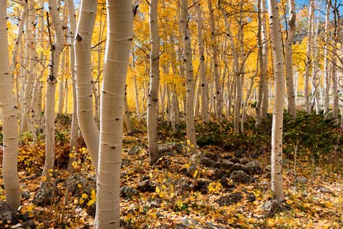 Pando