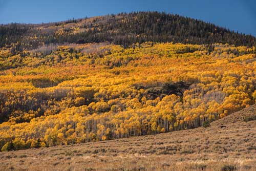 Pando Grove