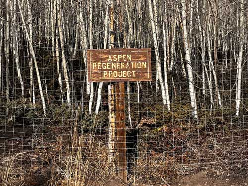 Pando Regeneration
