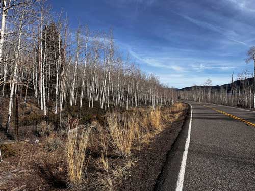 Road through Pando