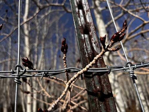 Pando Fence
