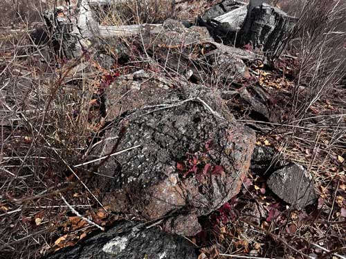Pando Growing Out of Rocks