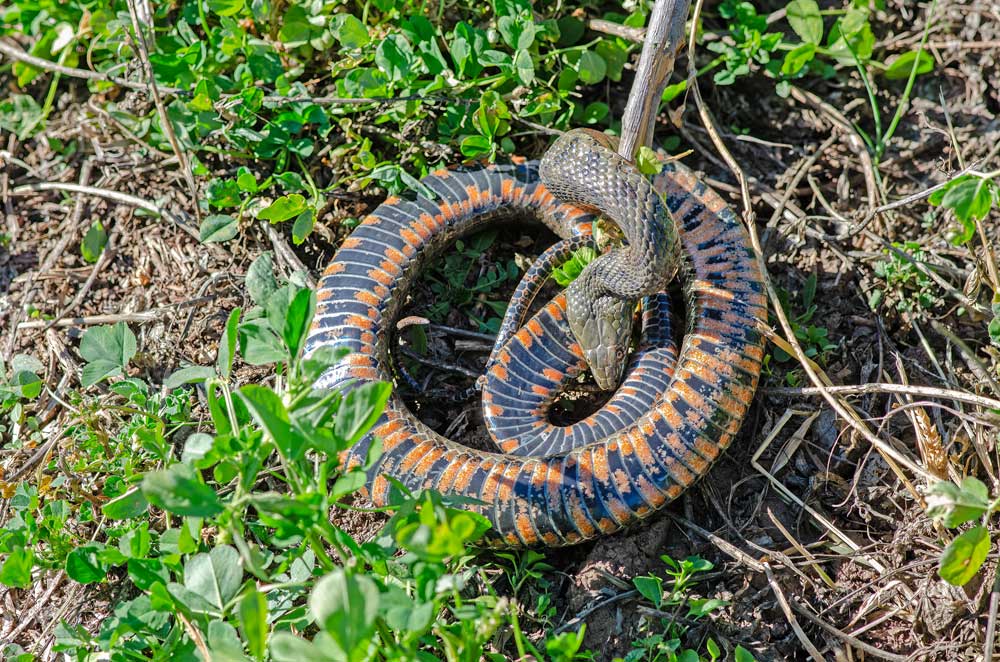 Snake eating its own tail