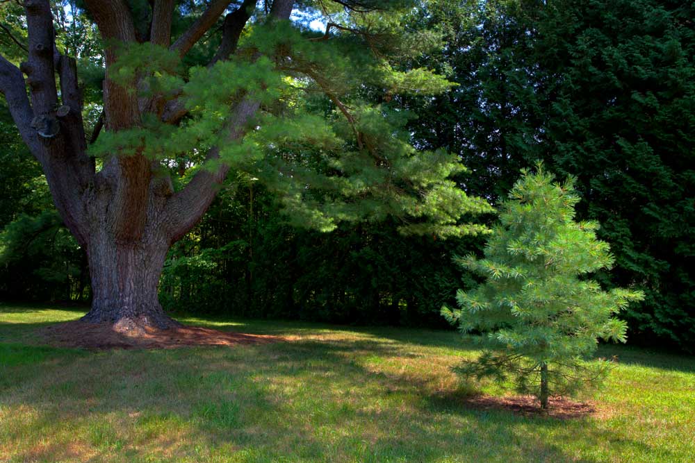 Young Tree Old Tree