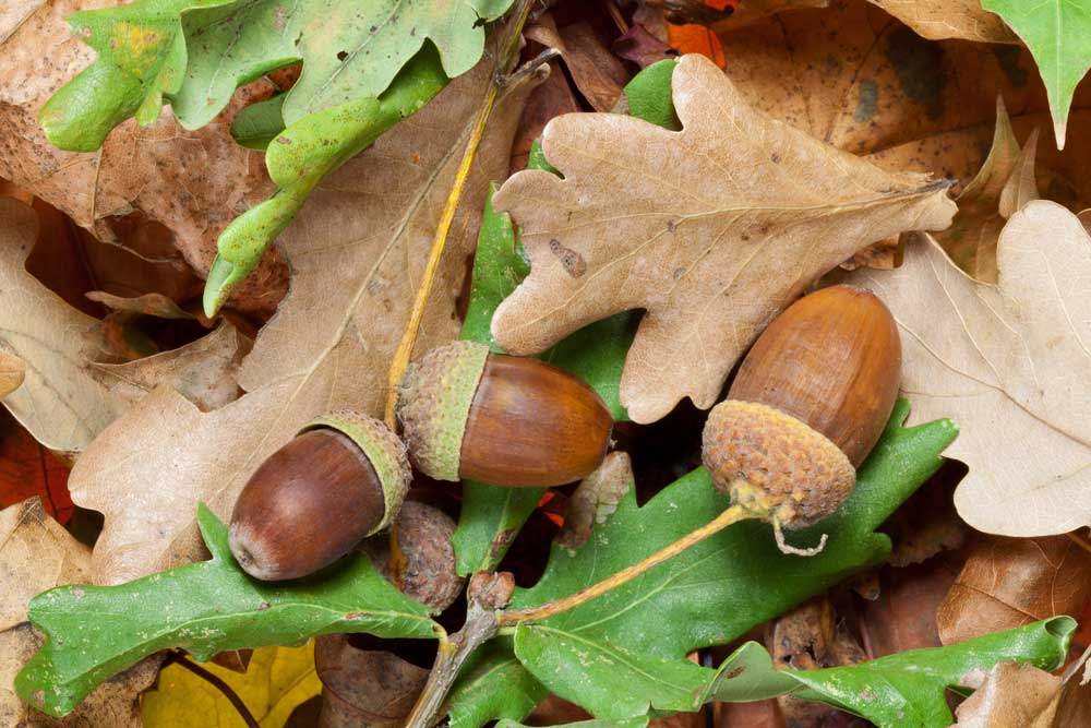 Acorns