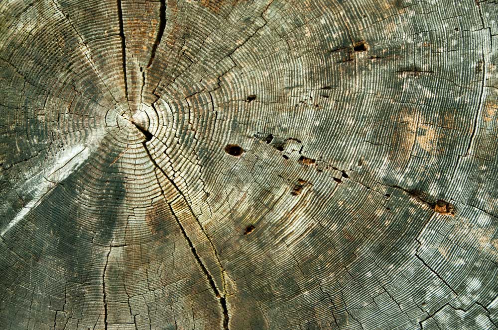 Tree rings from a 730 year old Douglas fir