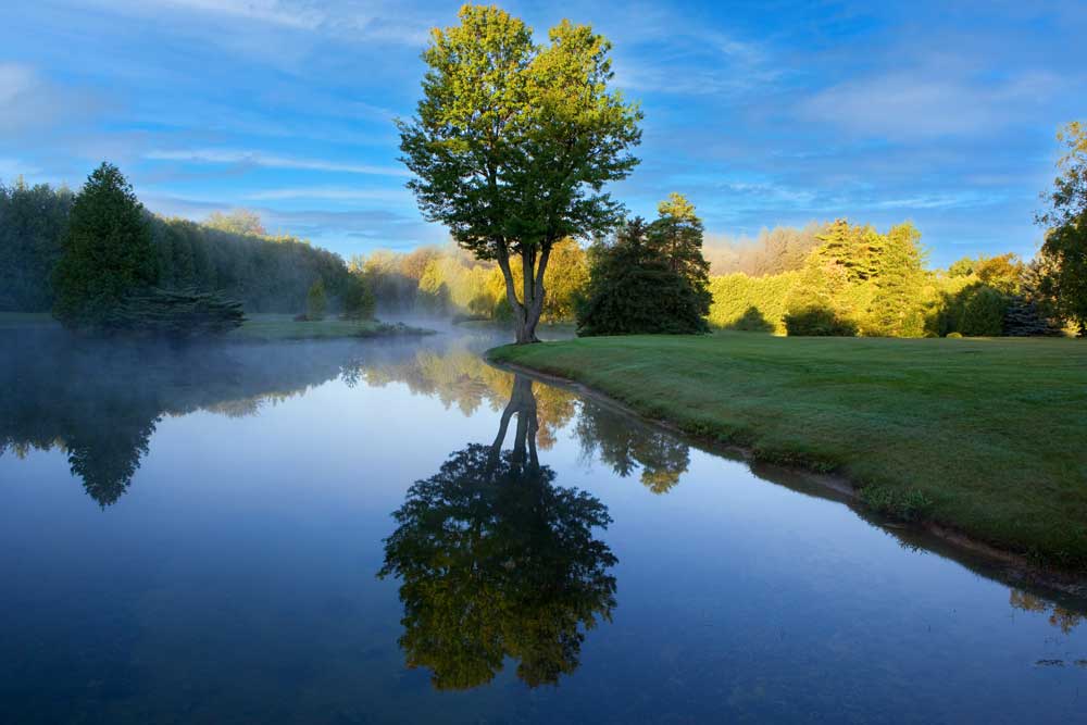 A tree's reflection in a pond