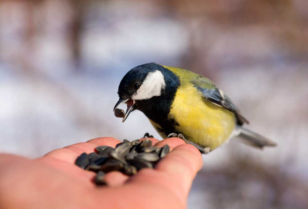 Bird eating seeds out of a hand