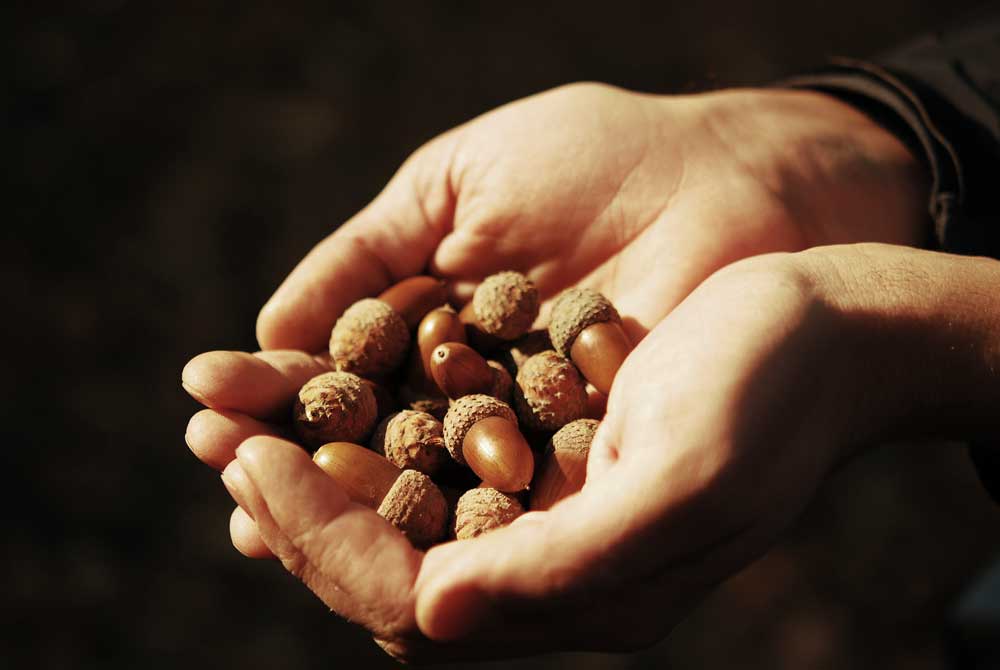 A handful of acorns