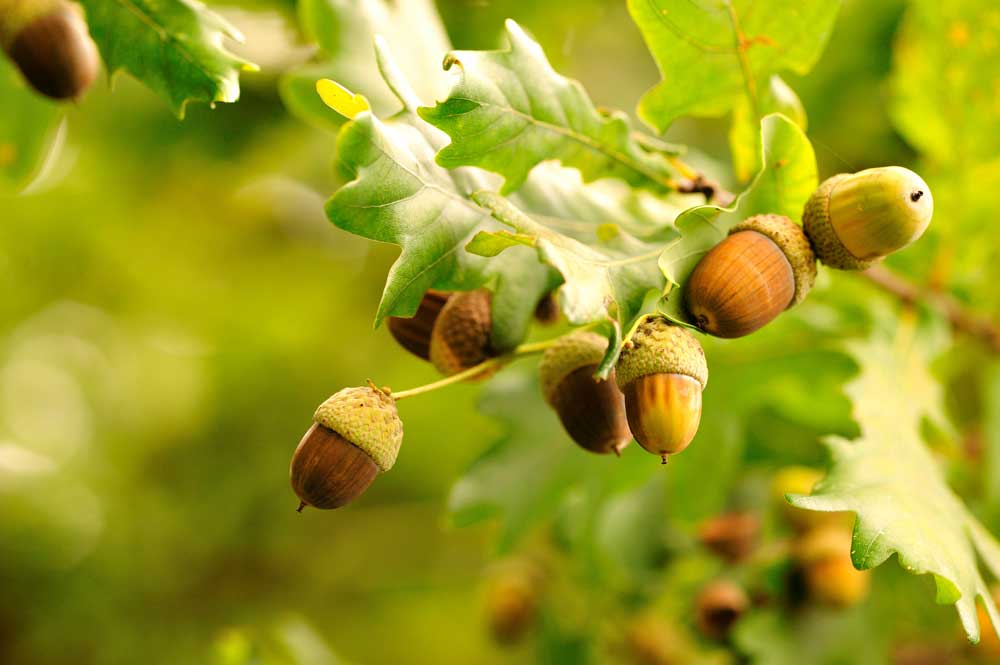 Acorns in an oak tree