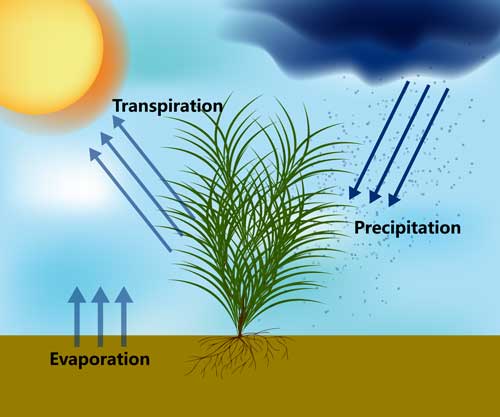Small Water Cycles
