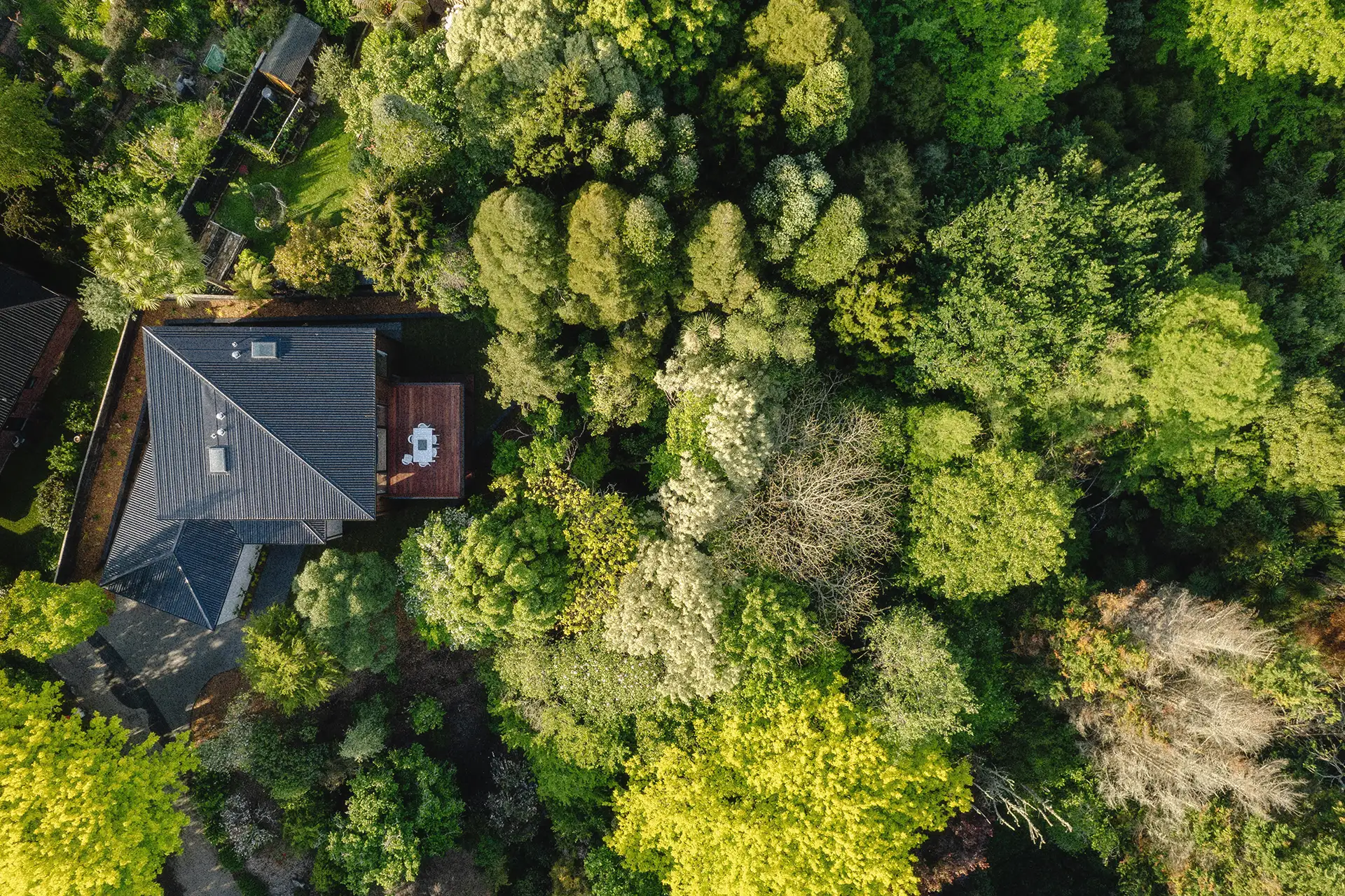 Aerial view of a contemporary house surrounded by lush green native trees, showcasing a hidden outdoor deck.