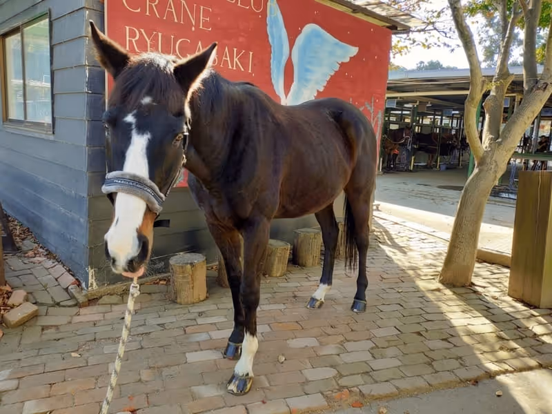 弥生賞を制した名馬バランスオブゲーム（乗馬クラブクレイン竜ヶ崎）