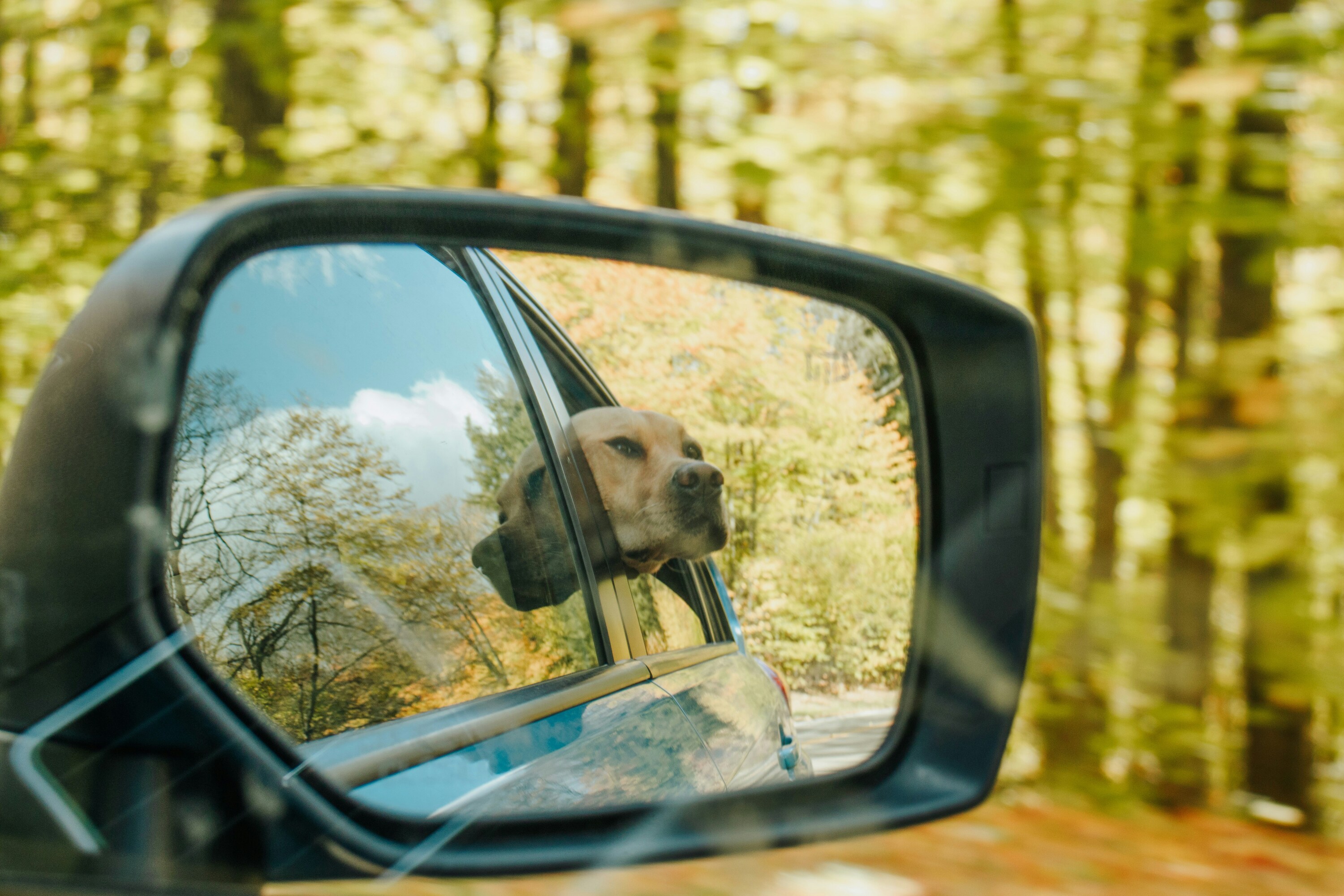 6 Ways to Treat and Prevent Car Anxiety in Dogs