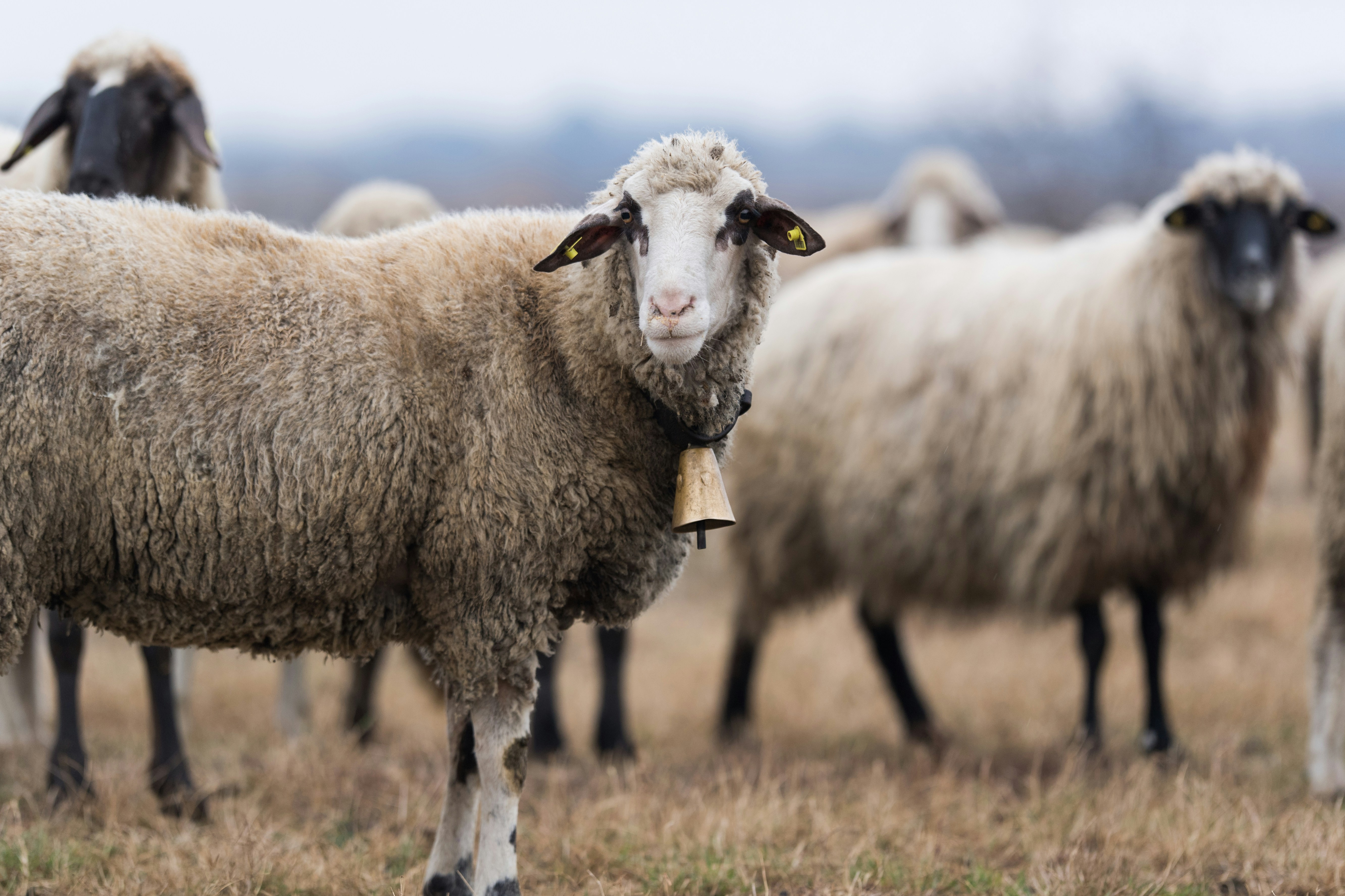 Pawpass Wins Agri-Tech Grant to Explore Digital ID for Livestock