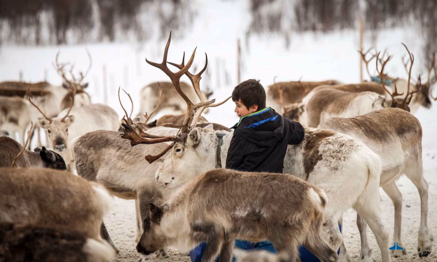 A child dressed in a black jacket among a group of reindeer in a snowy landscape, gently interacting with one reindeer with large antlers.