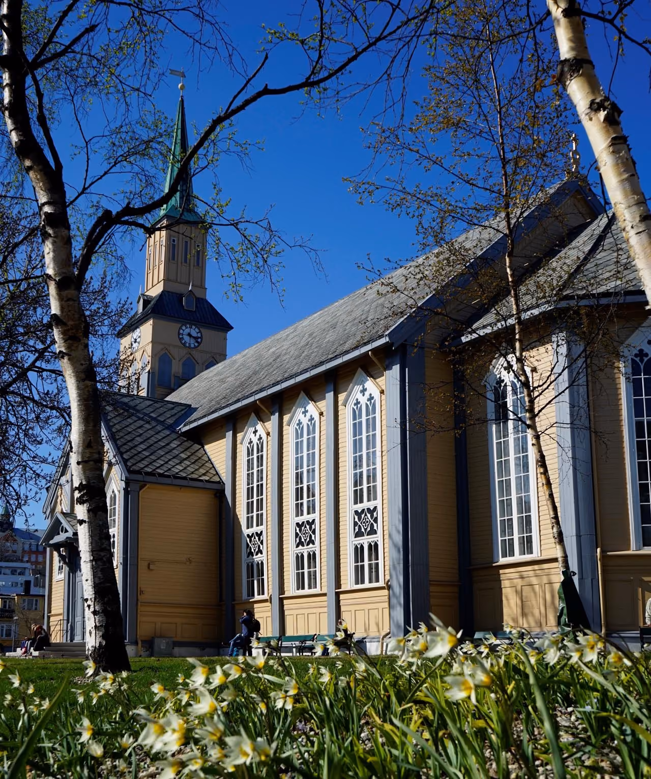 Yellow wooden church with tall clock tower under blue sky, framed by blooming trees and daffodils.
