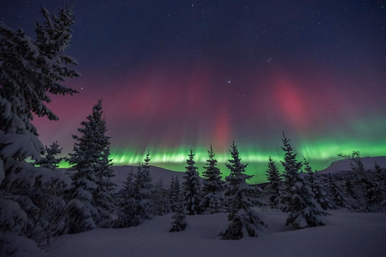 Snow-covered evergreen trees under a starry sky with green and red northern lights.