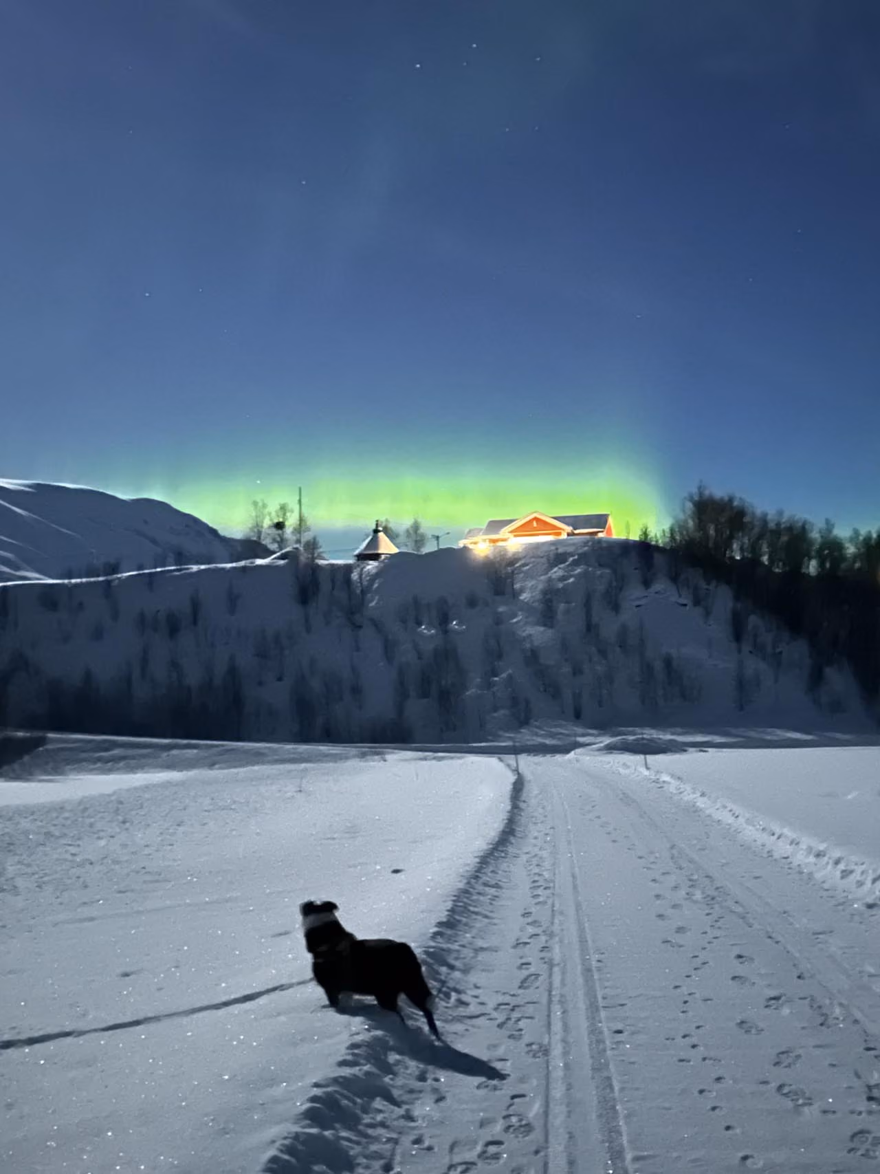 A black dog standing on a snow-covered path at night, looking toward a snow-covered hill with lit houses and a glowing green aurora borealis in the sky above.