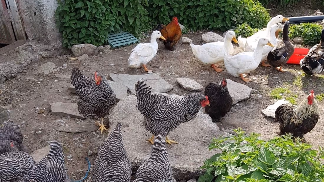 A mixed group of chickens and ducks gathered on a dirt and stone ground area near a rustic stone and wood structure with greenery surrounding the scene.