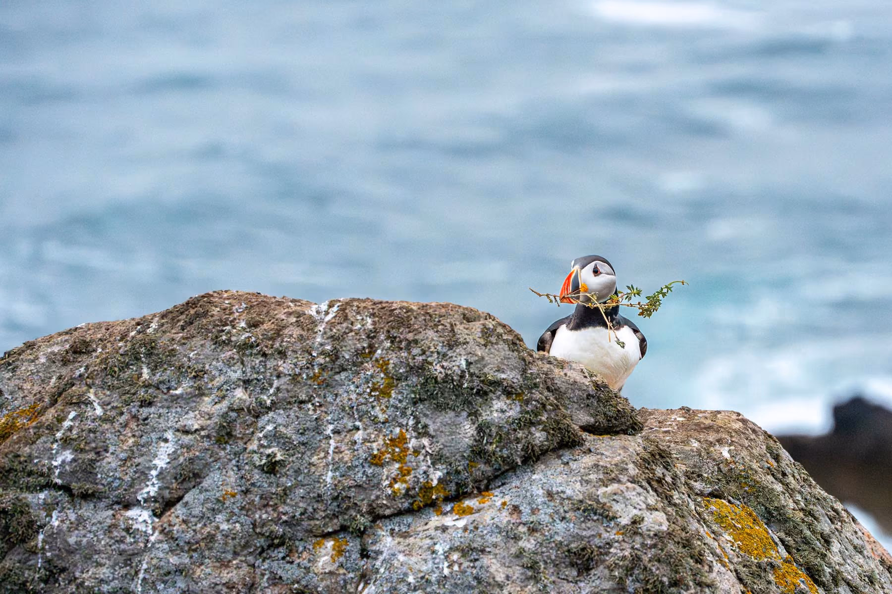 Join us on an unforgettable bird safari in Nordkapp