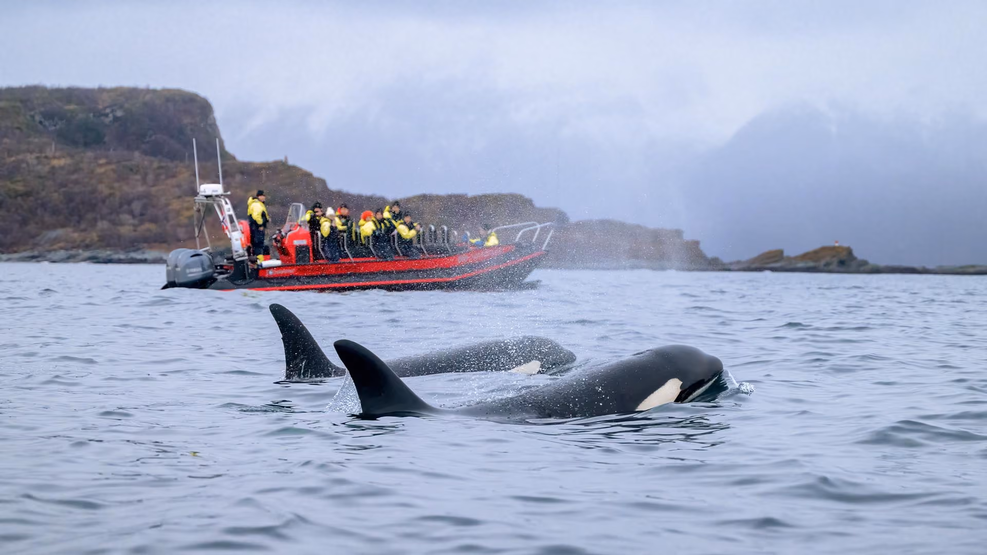 Wondering what kind of things to do in Tromso?