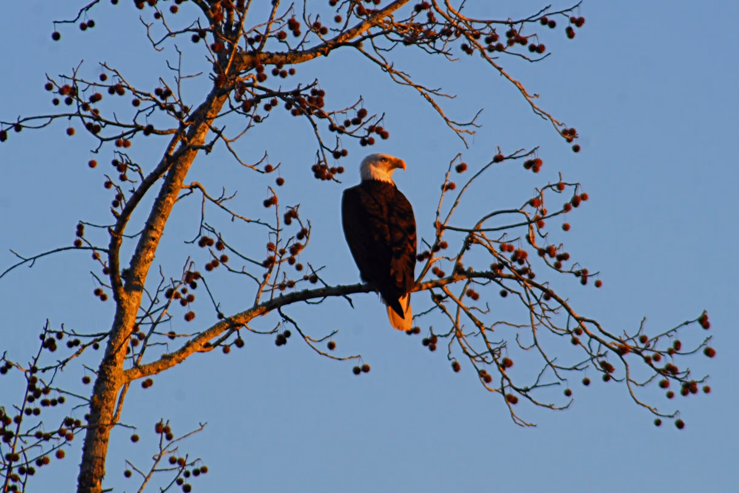 A bald eagle basks in the evening sun. Photo © Bob Butters