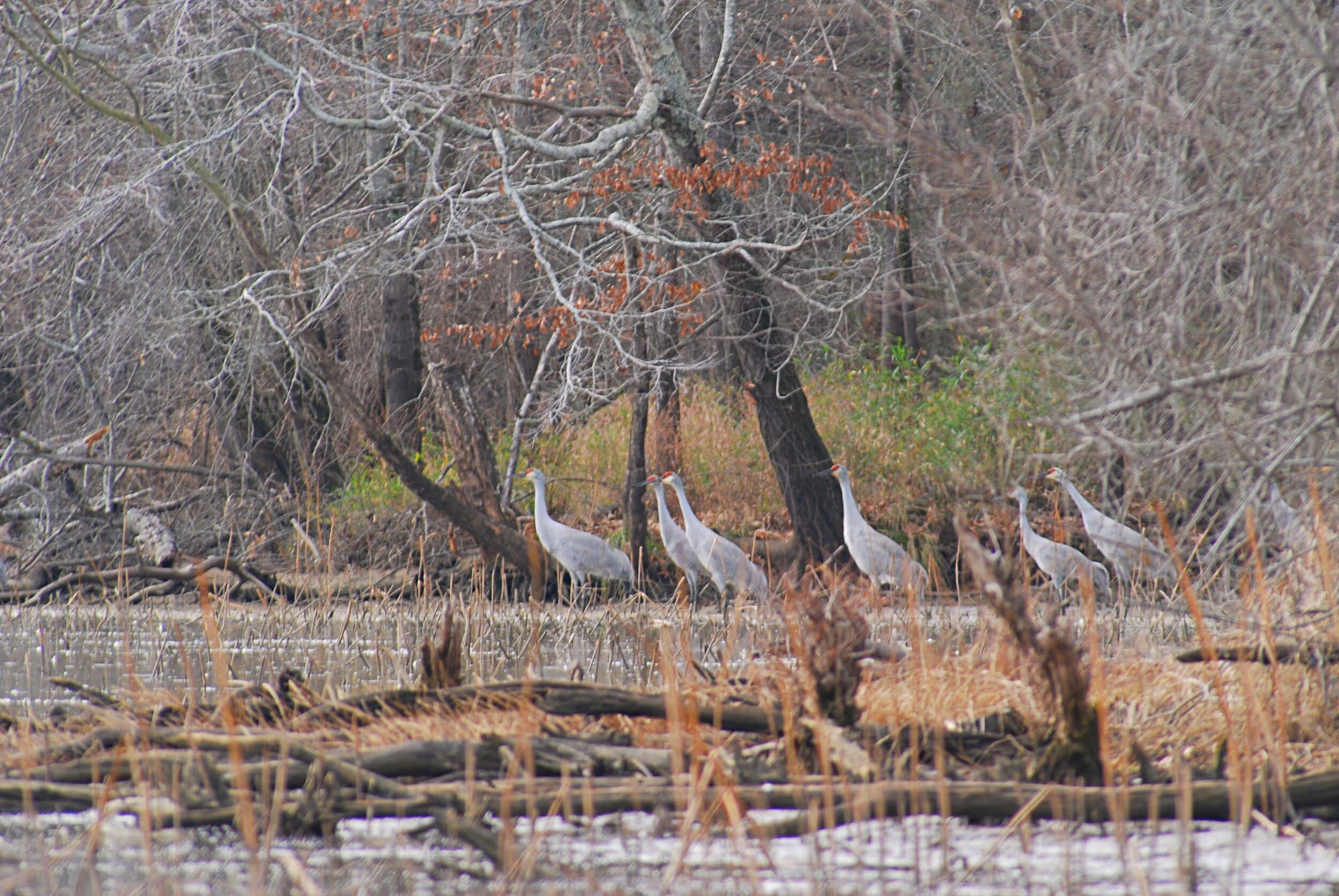 Sandhill cranes gather along the shoreline. Photo © Bob Butters