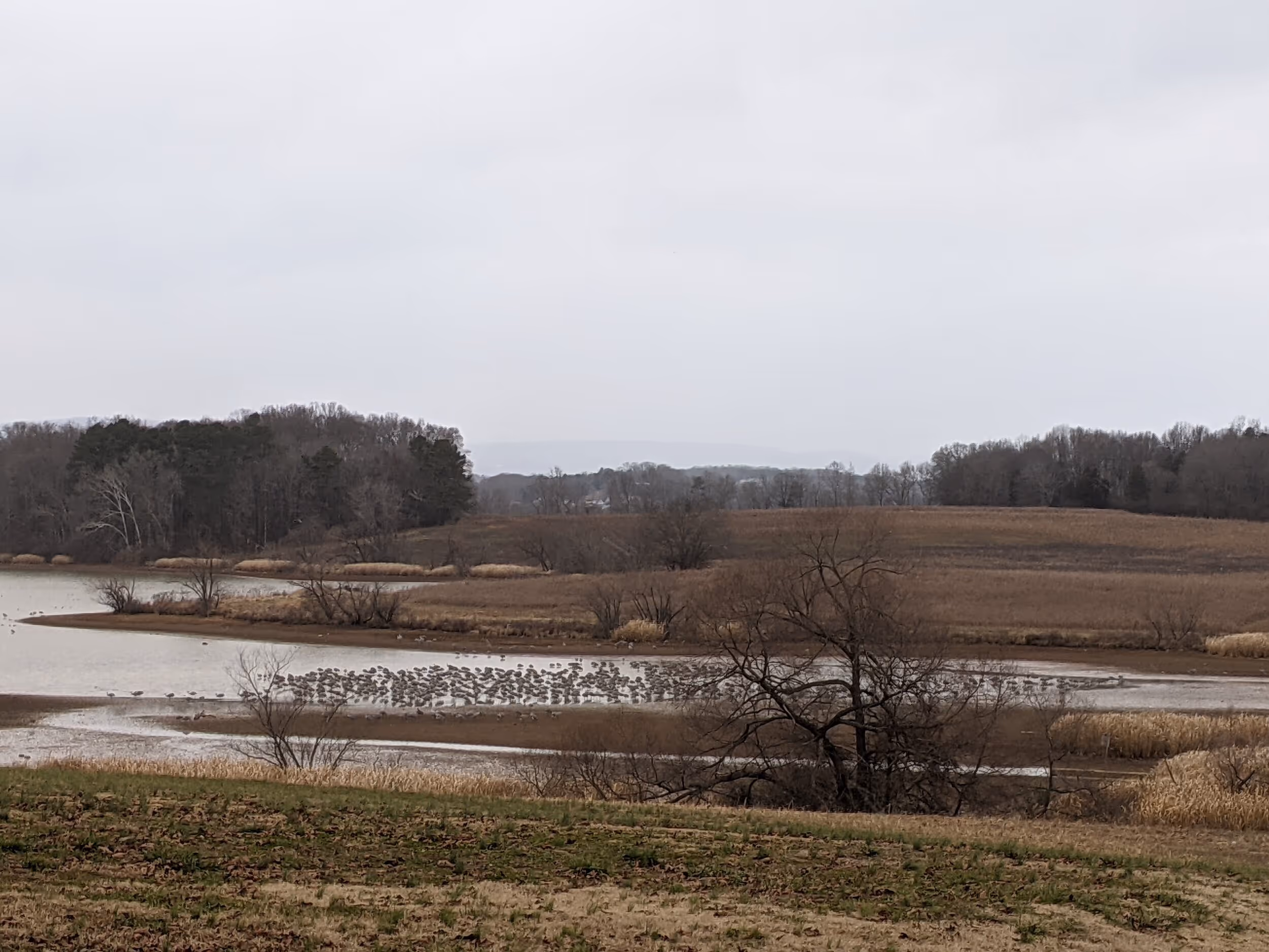 The peaceful Hiwassee Wildlife Refuge during the sandhill crane migration in January.