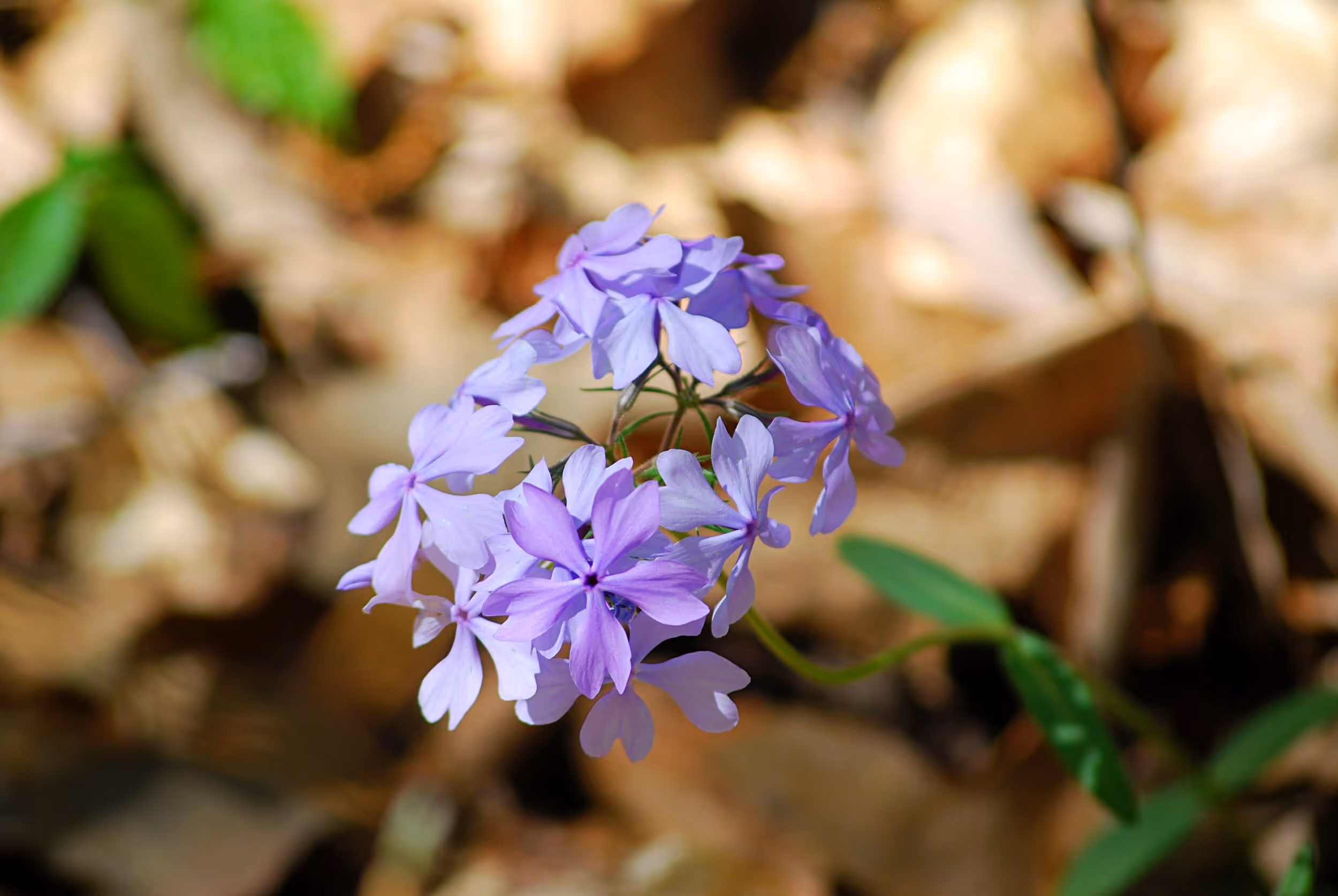 Wild blue phlox (Phlox divaricata) is one of the many species of wildflowers seen at Pigeon Mountain. Photo © Bob Butters