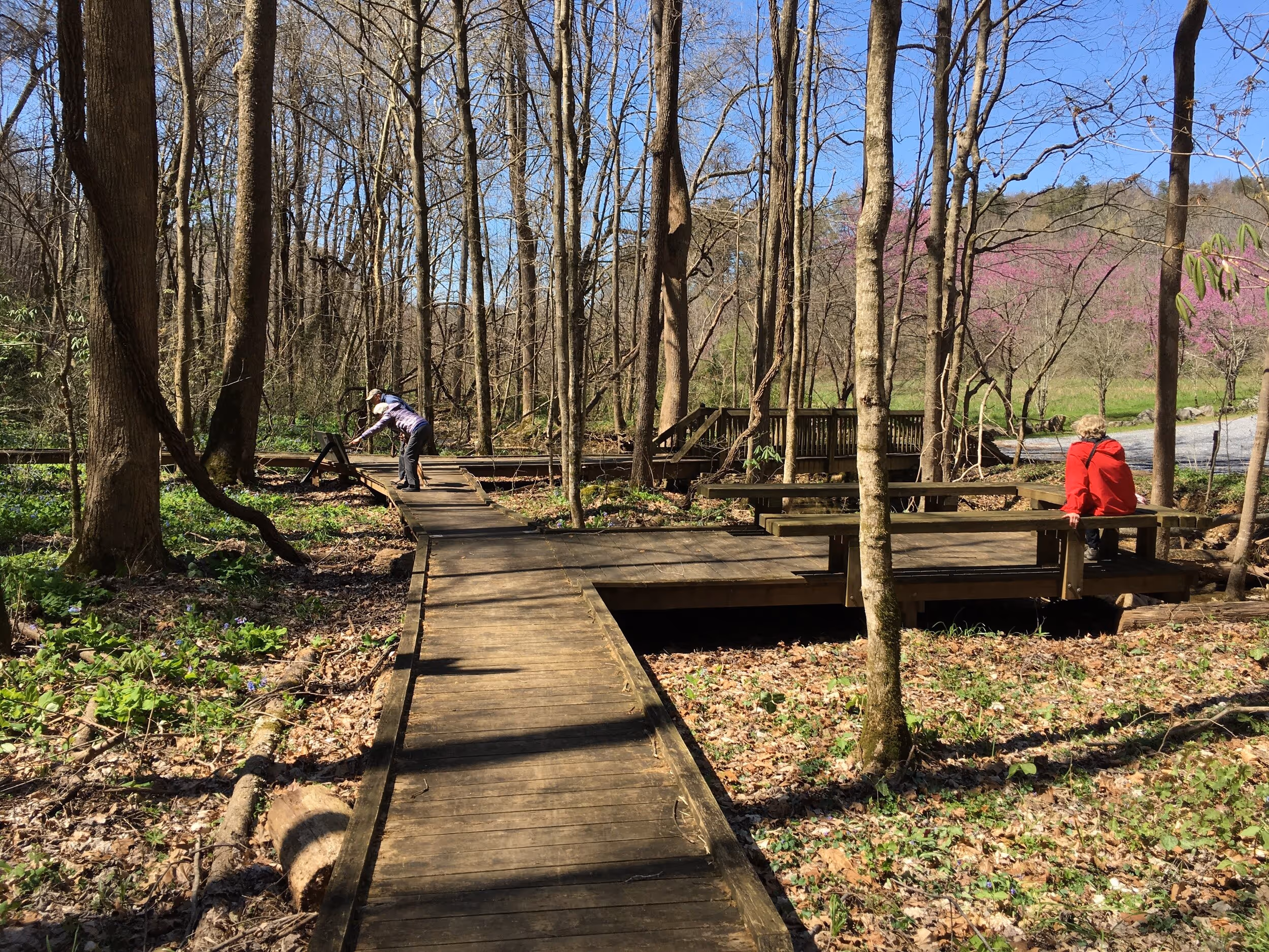 The wildflower trail boardwalk keeps visitors from trampling the flowers. Photo © Walker County, GA government