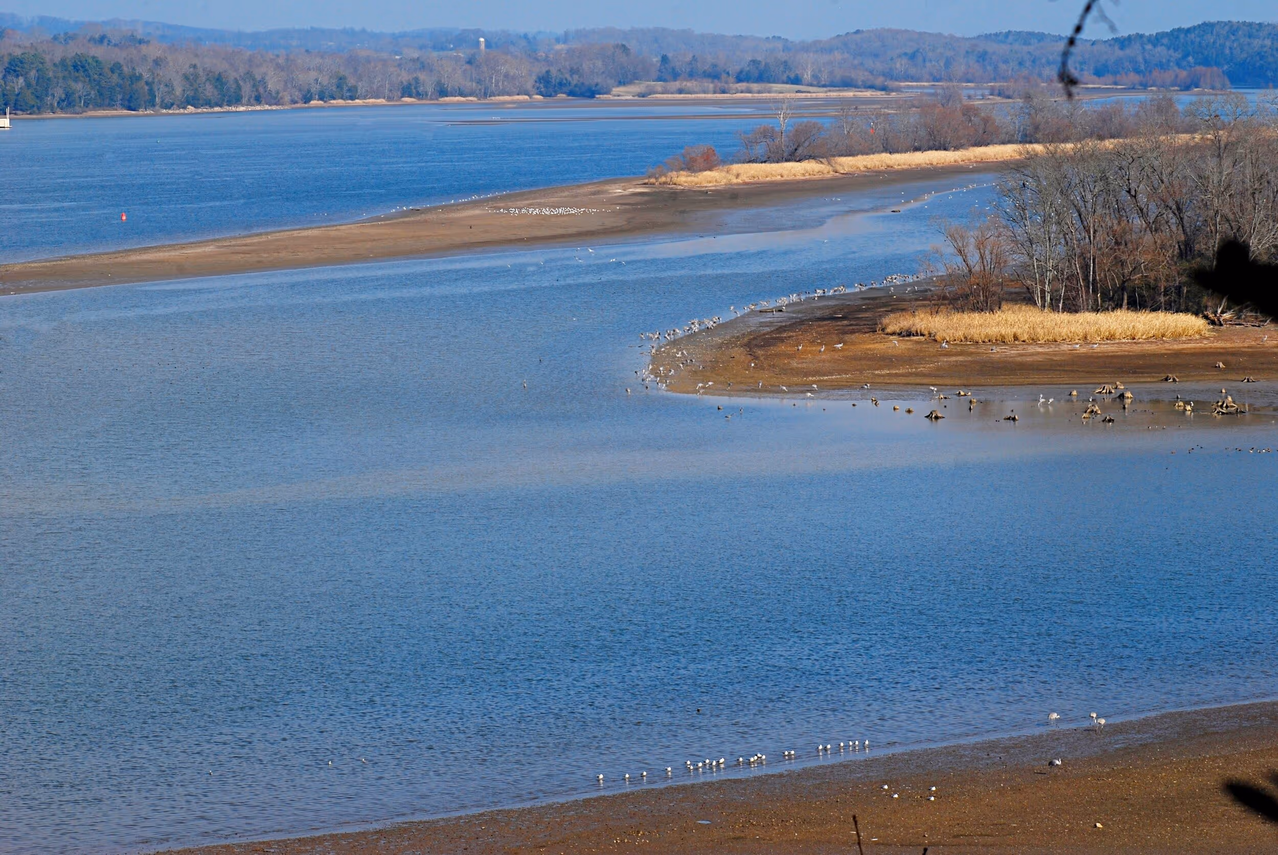 A view from the overlook of Hiwassee Island, with cranes and other birds visible on the shorelines. Photo © Bob Butters