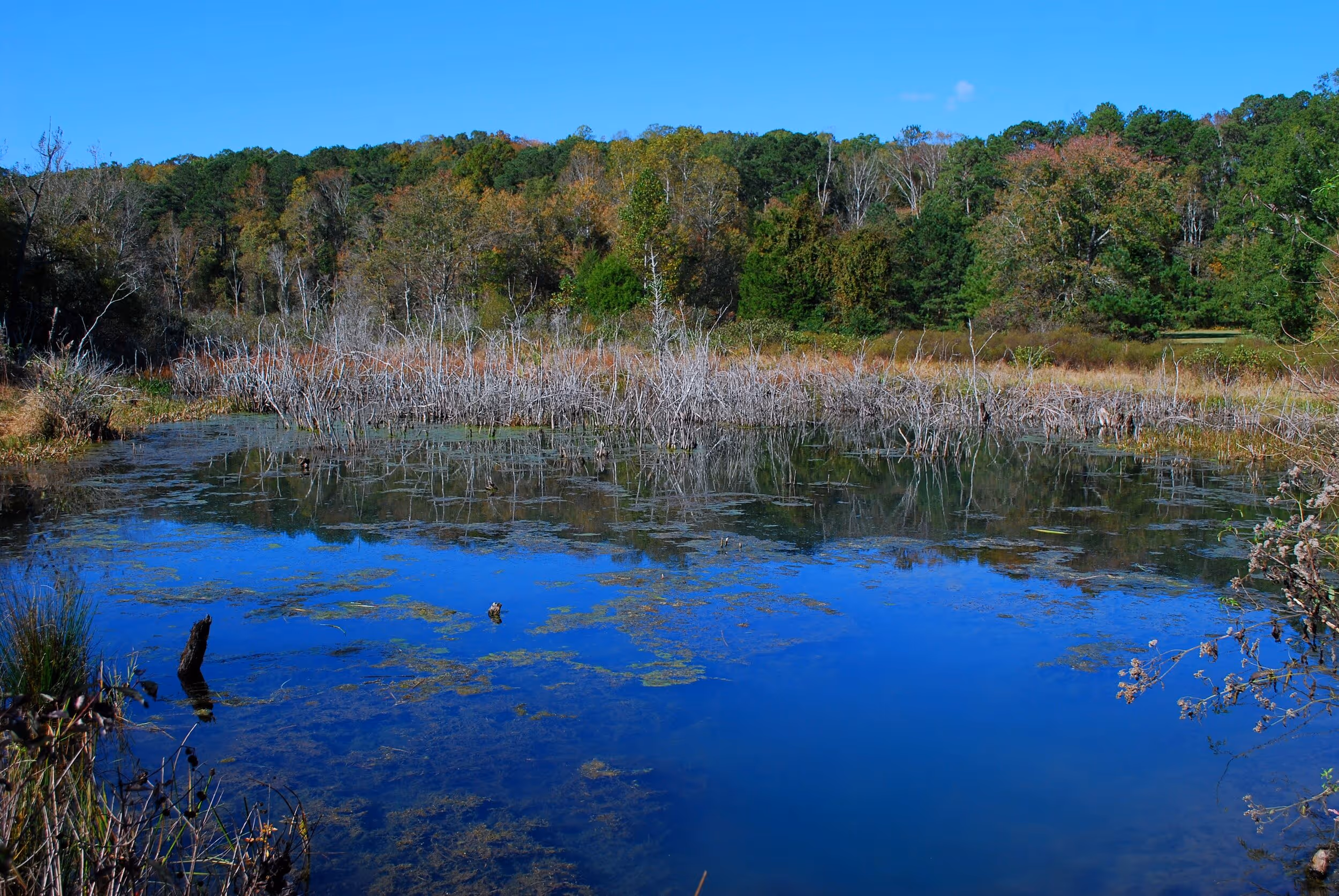 The beaver pond at Red Clay State Park. Photo © Bob Butters