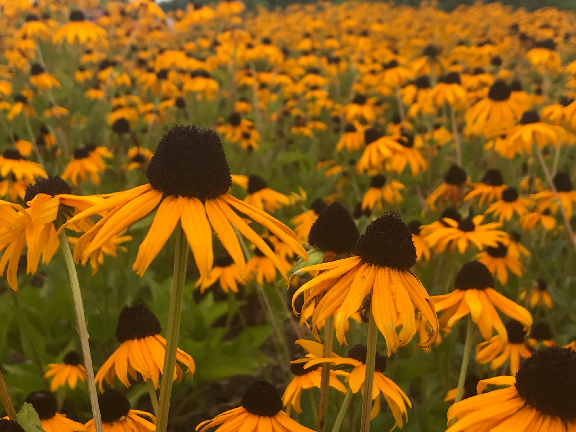 April Native News β April is Officially Native Plant Month in Tennessee! | Thrive ...