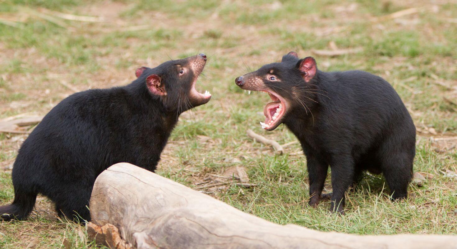 Tasmania's Unique Wildlife: Discover Its Most Fascinating Animals