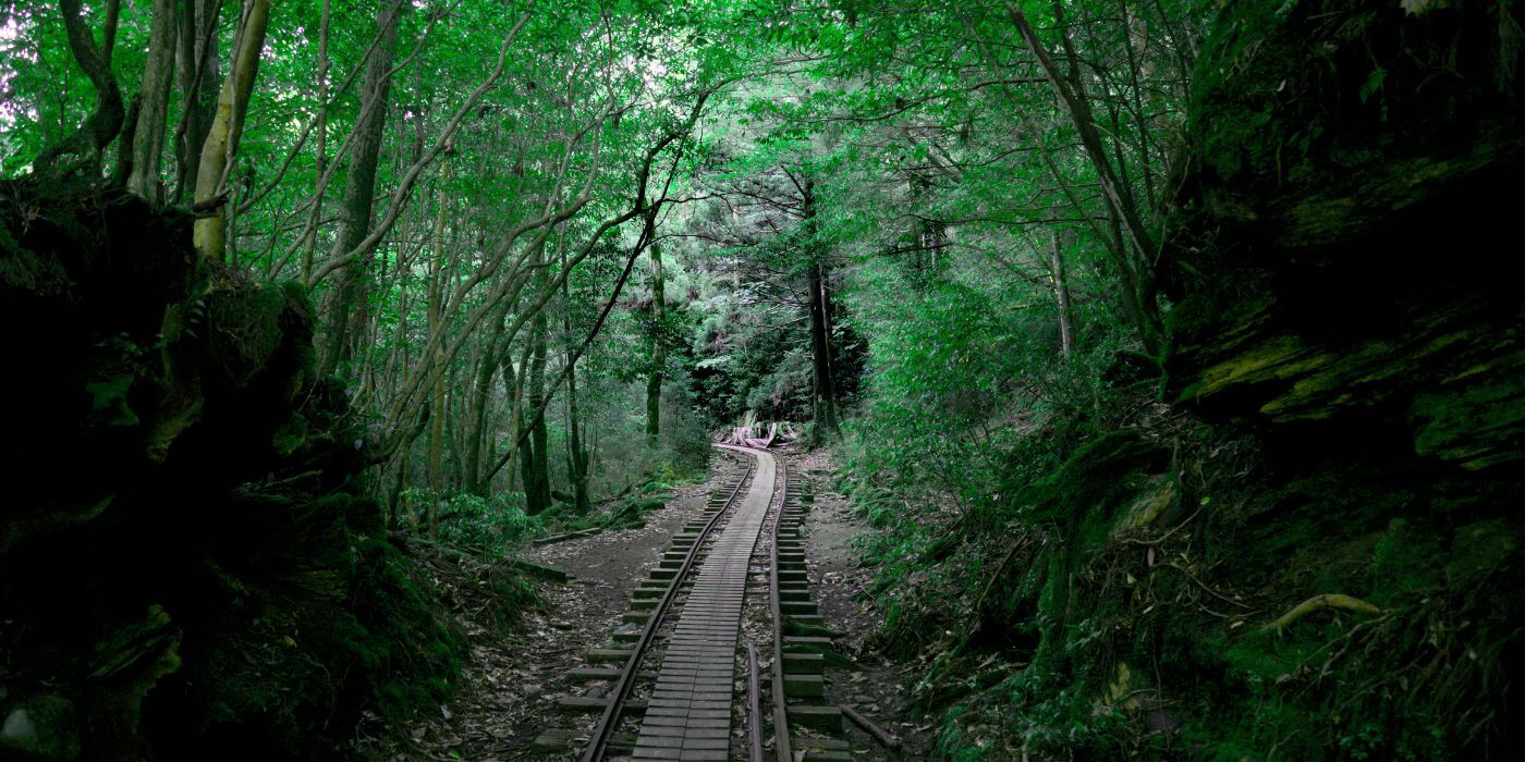 Visit Yakushima: Where Ancient Cedars and Wild Coastlines Meet