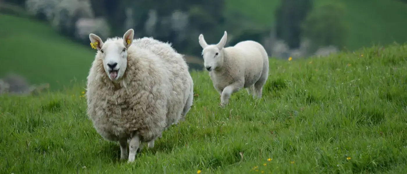 Ready for Ireland? 50 FAQs to Help You Prepare