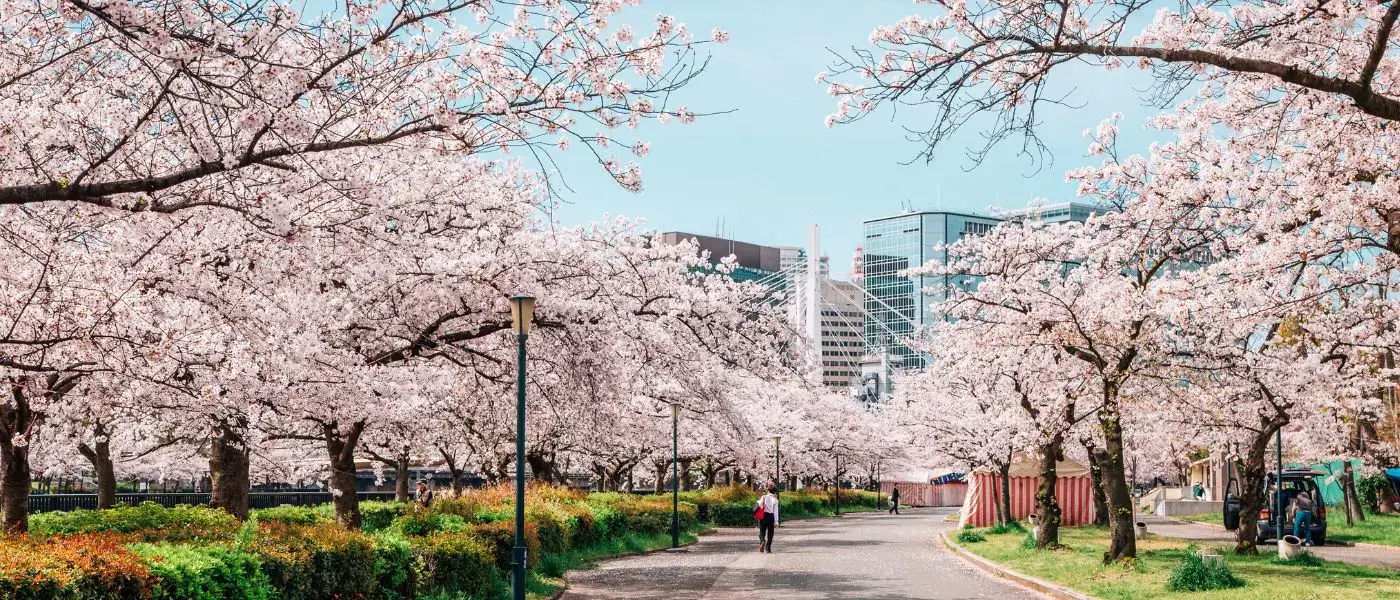 The Magic of Japan's Cherry Blossoms: Best Views, Traditions, and Tips 2025