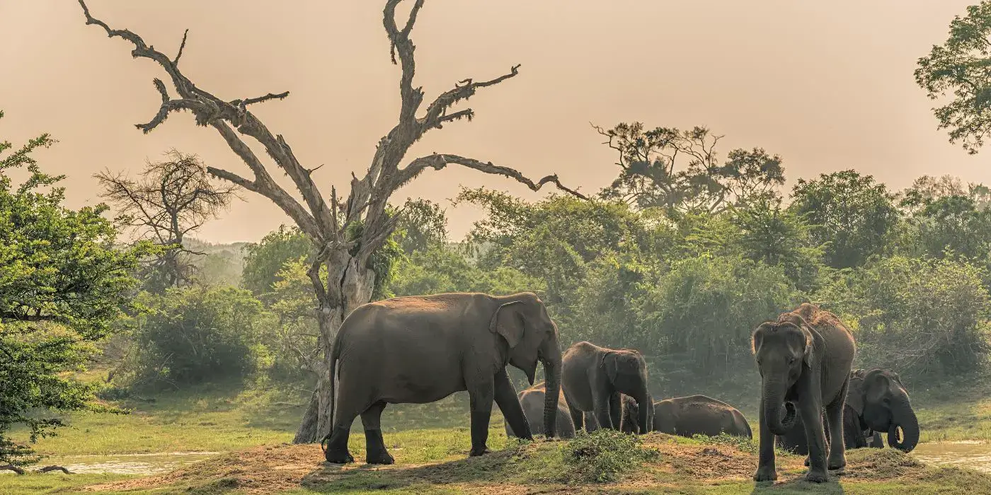 The Best National Parks in Sri Lanka: Wildlife Adventures Await