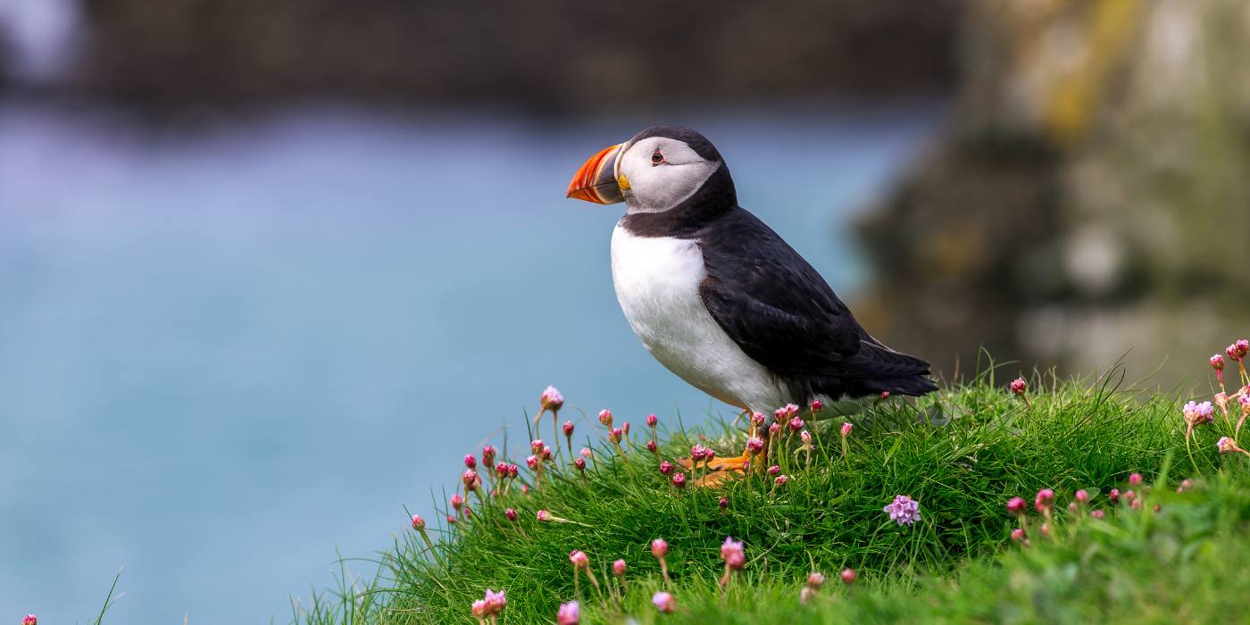Where to Spot Puffins Near Isle of Mull