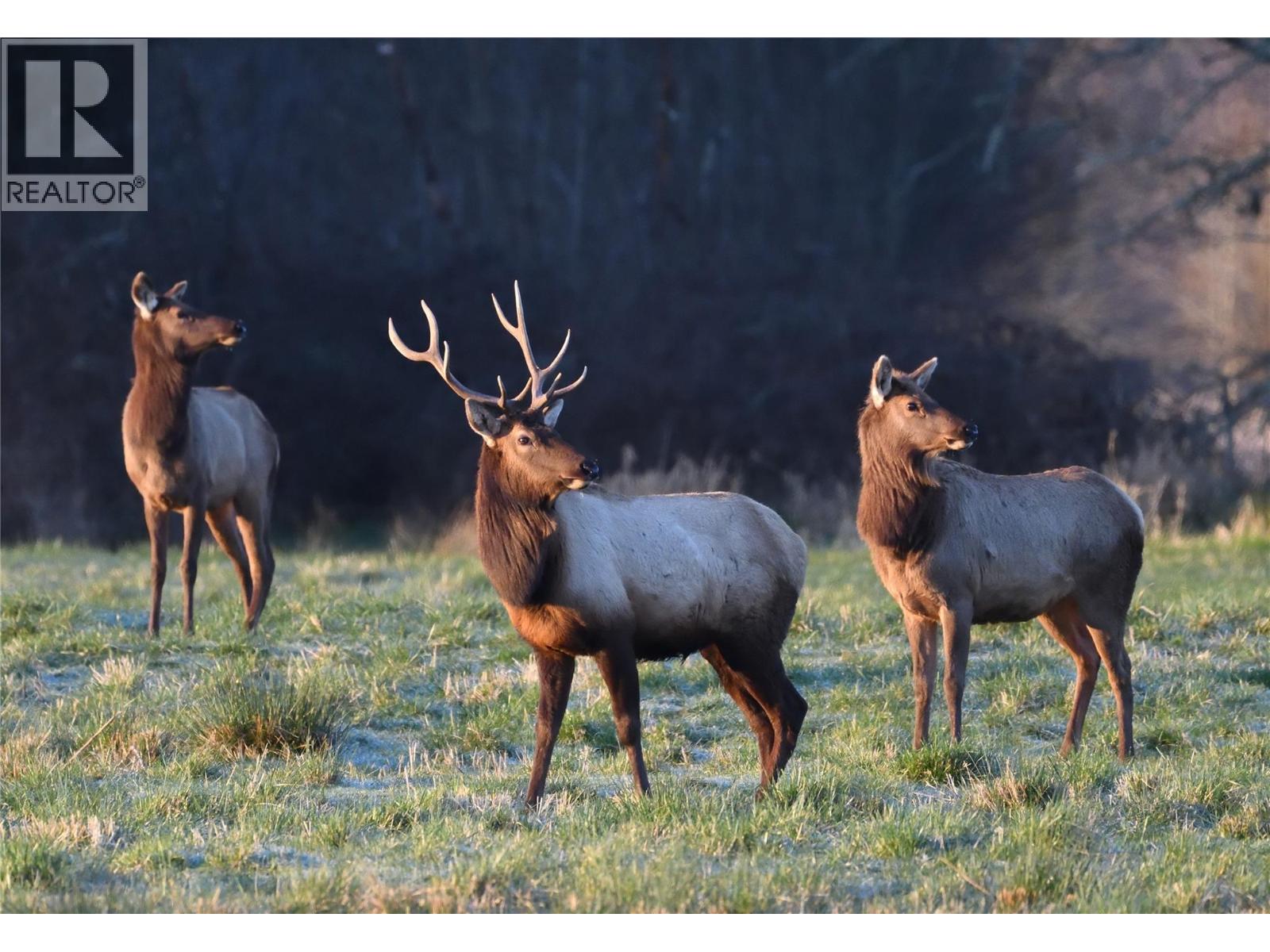 Elk herds in the area, whitetail deer and turkeys too