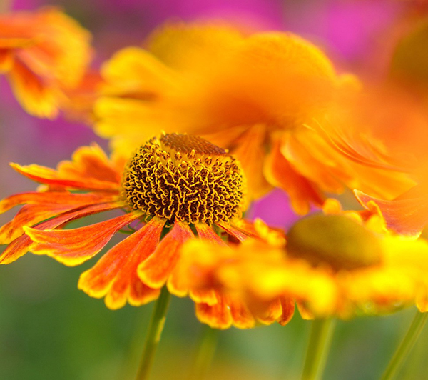 Helenium good fall perennial