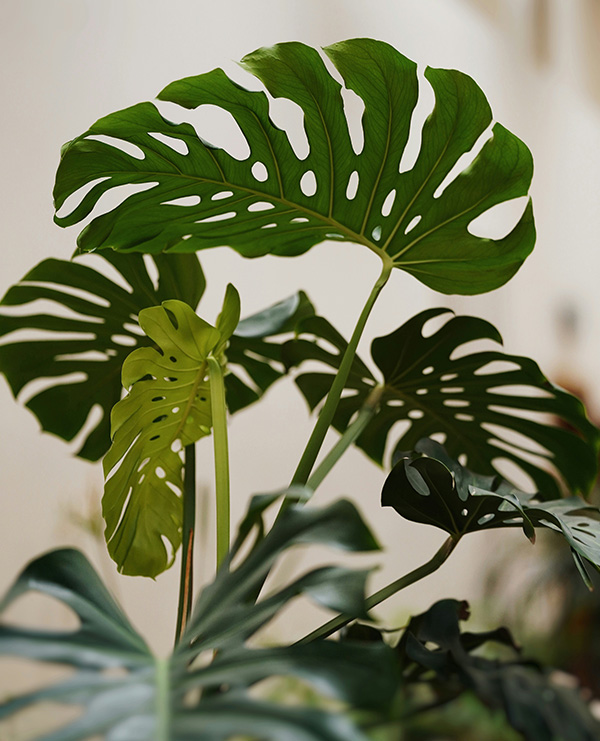 Monstera climbing plants