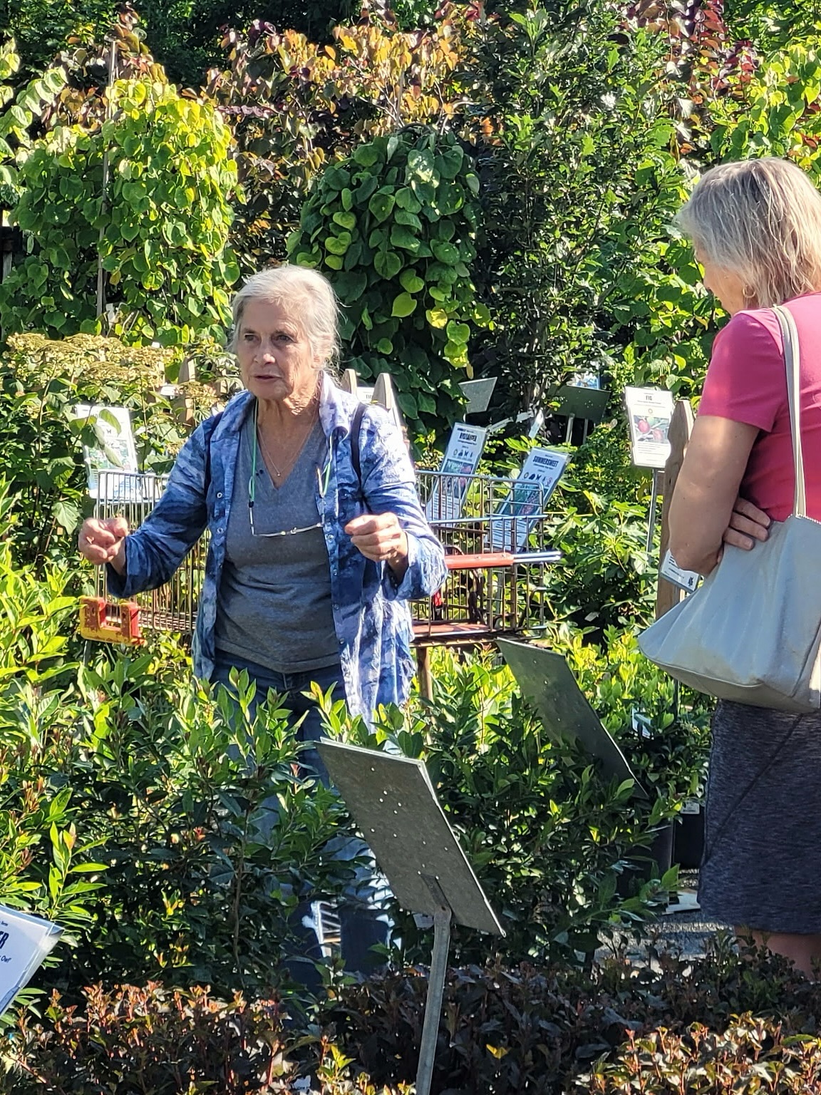 cascade Bonsai style, or kengai,