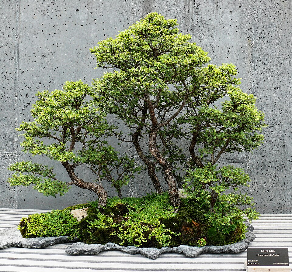 Bonsai forest planting