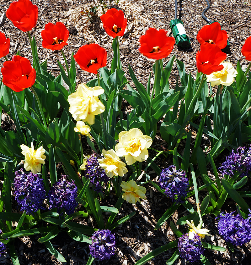 Planting bulbs for spring